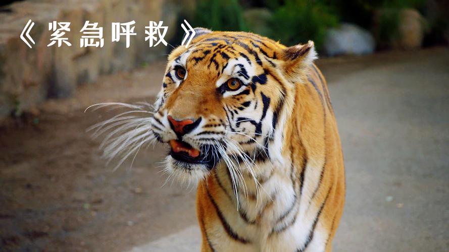 2025新澳门正版免费正题175和在动物园偷拽老虎毛与在动物园偷拽老虎毛毛