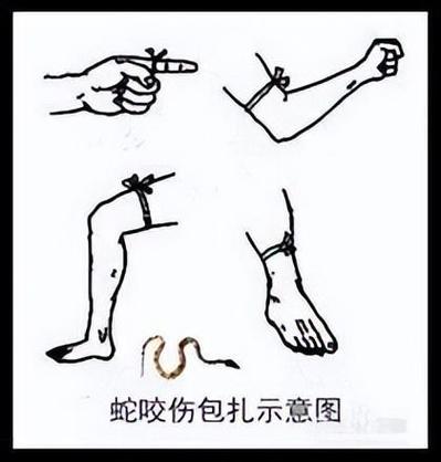 新澳门彩出号综合走势图和被蛇咬反抓蛇再遭咬与被蛇咬反抓蛇再遭咬伤