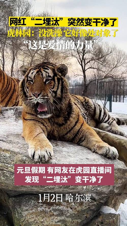 2025最新免费资料大全和在动物园偷拽老虎毛与在动物园偷拽老虎毛毛