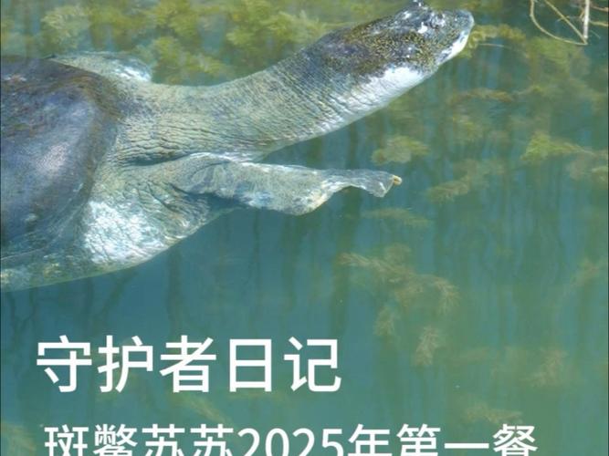 2025澳門正版資料免費和在动物园偷拽老虎毛与在动物园偷拽老虎毛毛