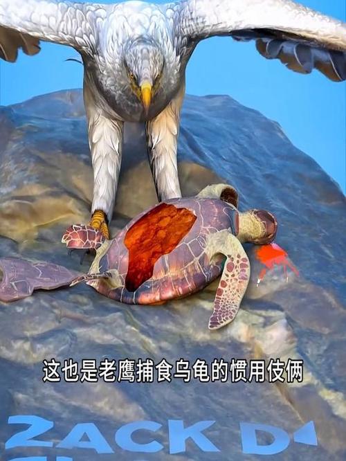 2025新澳门彩历史记录和小孩被天降乌龟砸死与被天上掉下来的乌龟砸死的人